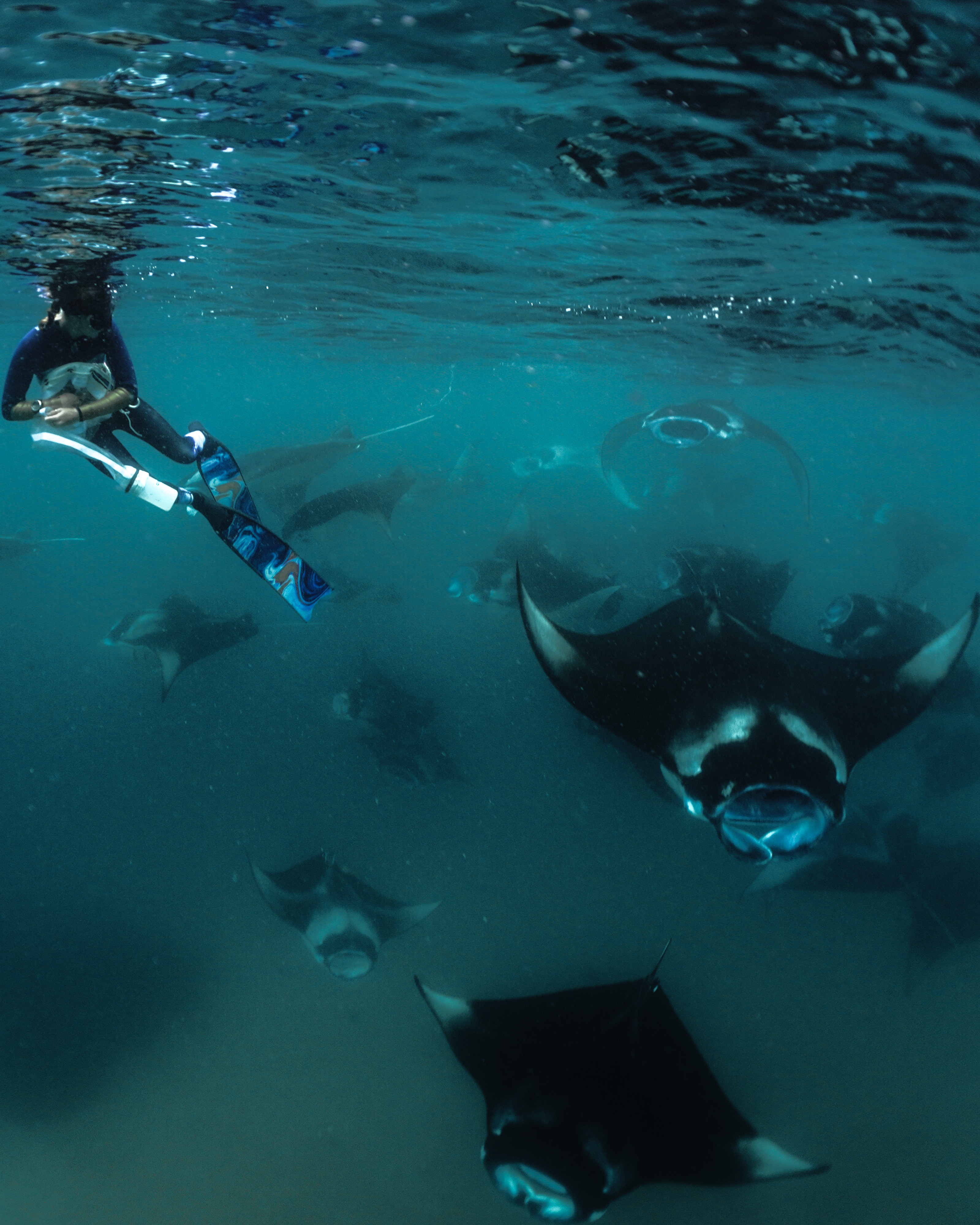 Hannah doing research with manta rays