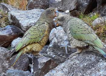 Probably a Female Adult kea