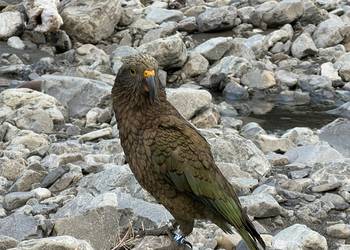 Probably a Male Fledgling kea