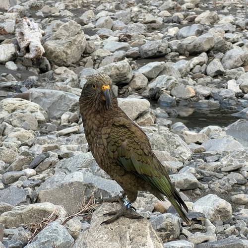 Probably a Male Fledgling kea