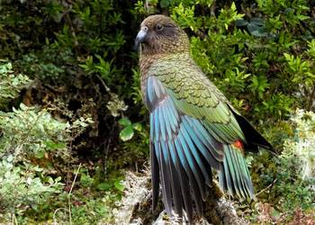 Probably a Female Adult kea