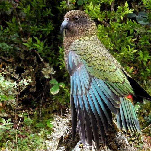 Probably a Female Adult kea