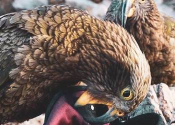 Probably a Female Adult kea