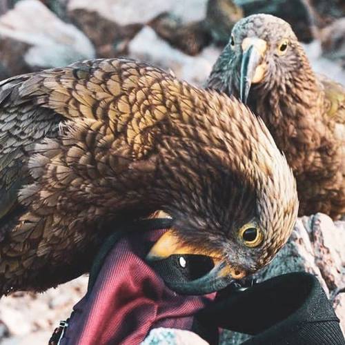 Probably a Female Adult kea