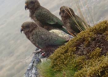 Probably a Undetermined Adult kea