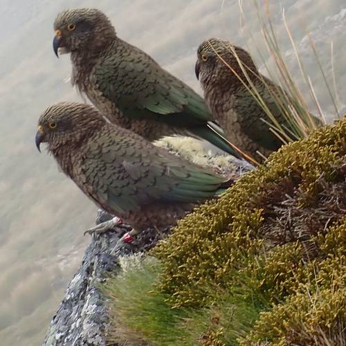 Probably a Undetermined Adult kea