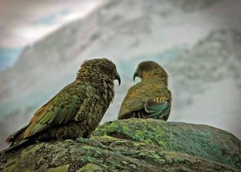Probably a Female Adult kea