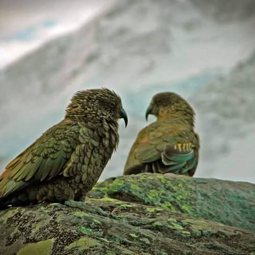 Probably a Female Adult kea