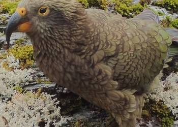 Probably a Male Adult kea