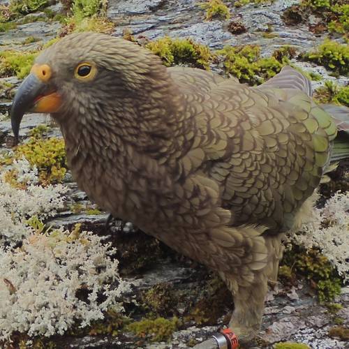 Probably a Male Adult kea