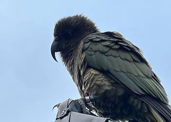 Probably a Male Adult kea