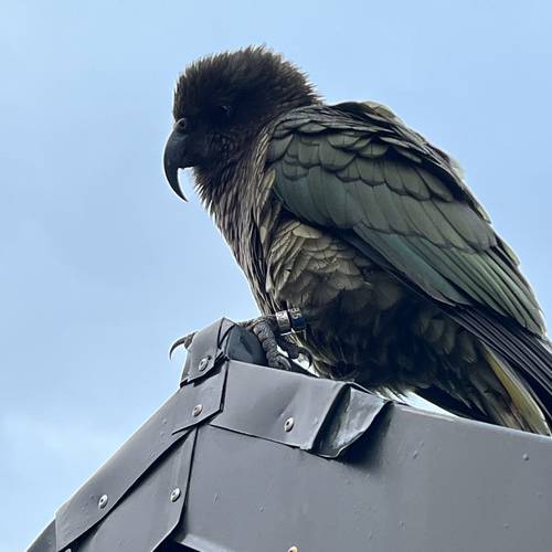 Probably a Male Adult kea