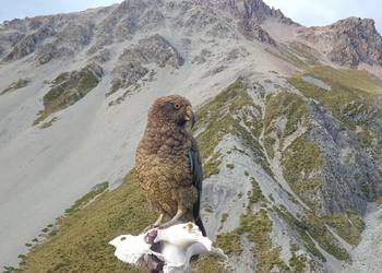 Probably a Male Adult kea
