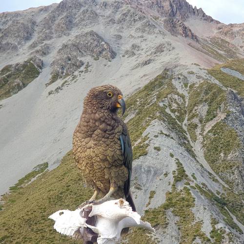 Probably a Male Adult kea