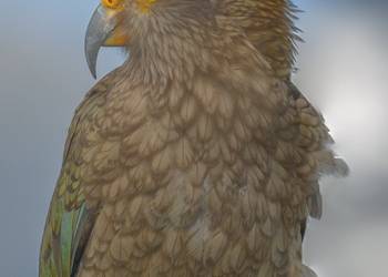 Probably a Male Sub-Adult kea