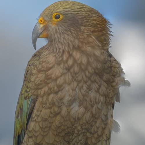 Probably a Male Sub-Adult kea