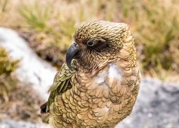 Probably a Undetermined Adult kea