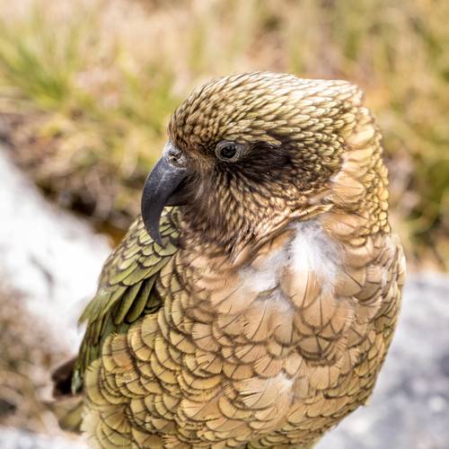 Probably a Undetermined Adult kea