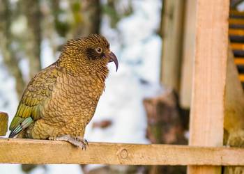 Probably a Male Adult kea