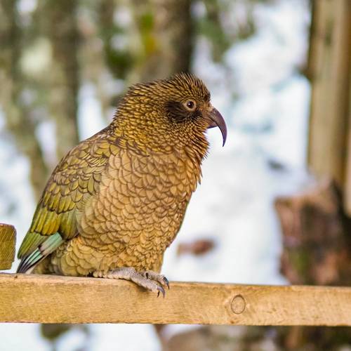 Probably a Male Adult kea