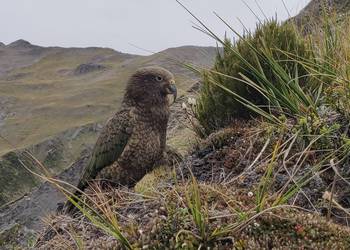 Probably a Male Adult kea