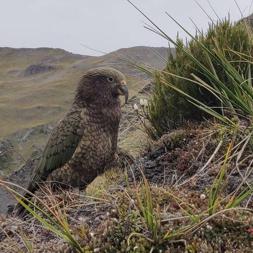 Probably a Male Adult kea