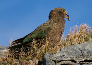 Probably a Female Adult kea