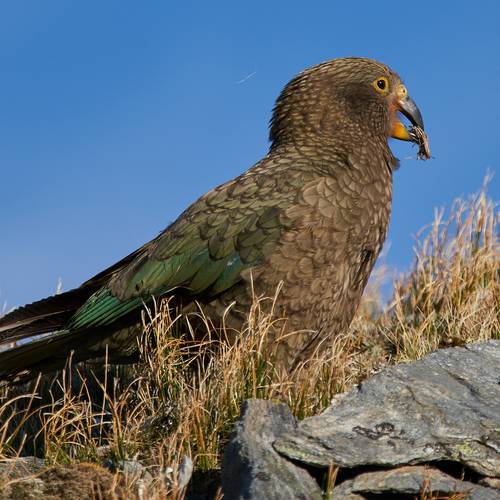 Probably a Female Adult kea