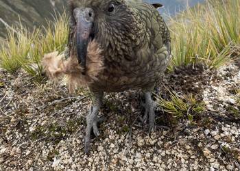 Probably a Male Adult kea