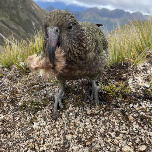 Probably a Male Adult kea