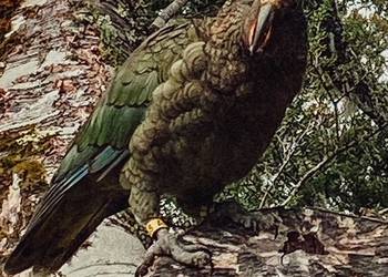 Probably a Male Adult kea