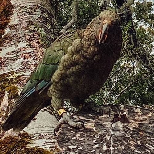 Probably a Male Adult kea