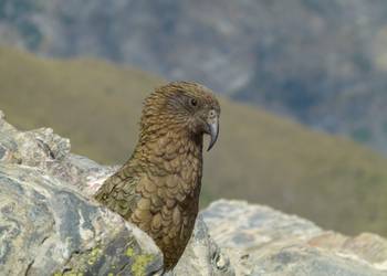 Probably a Male Adult kea