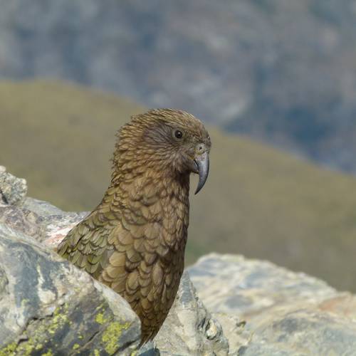 Probably a Male Adult kea