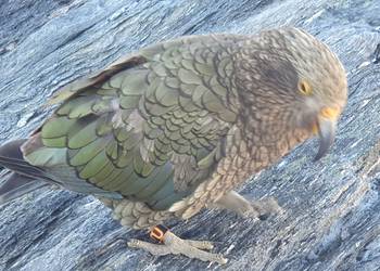 Probably a Female Adult kea