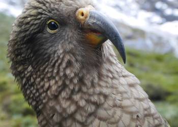 Probably a Male null kea
