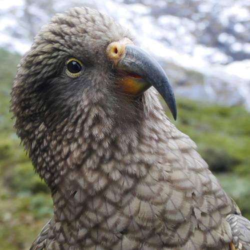 Probably a Male null kea