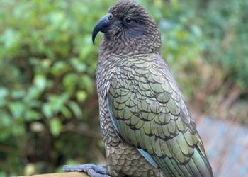 Probably a Male Adult kea