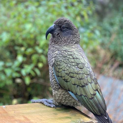 Probably a Male Adult kea