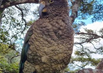 Probably a Male Adult kea