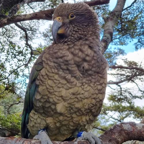Probably a Male Adult kea