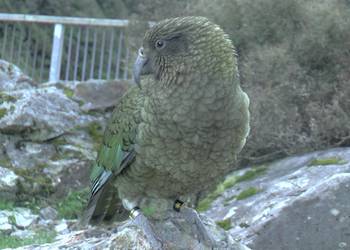 Probably a Female Adult kea