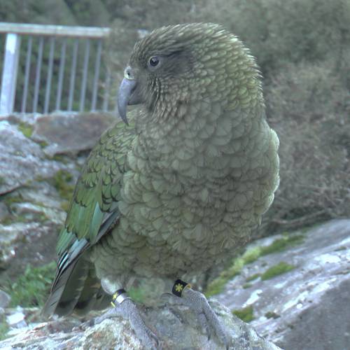 Probably a Female Adult kea