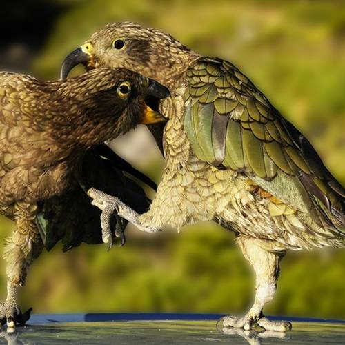 Probably a Male Adult kea