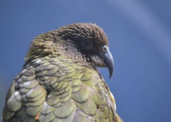 Probably a Female Adult kea