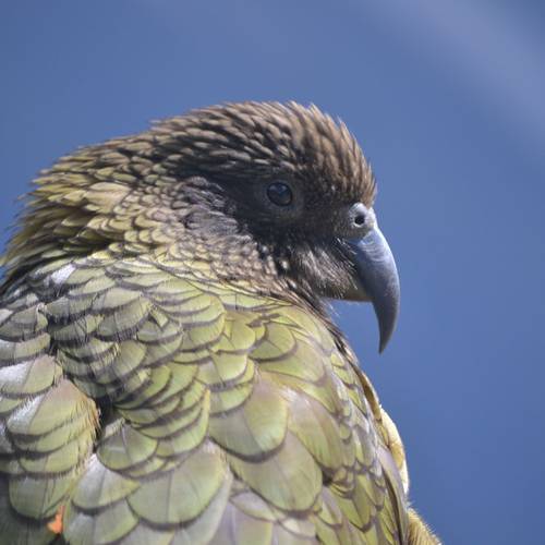 Probably a Female Adult kea