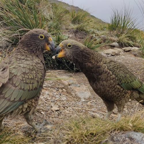 Probably a Female null kea