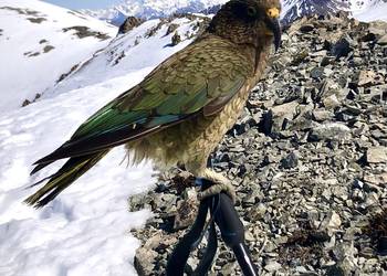 Probably a Male Adult kea