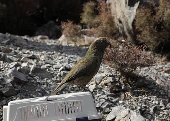 Probably a Male null kea