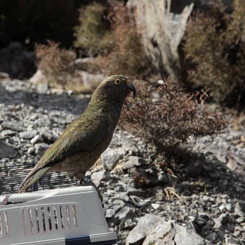 Probably a Male null kea